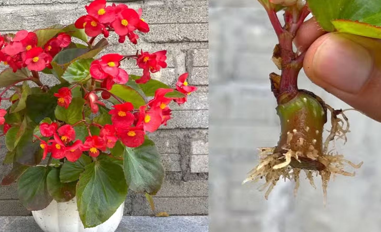 C&aacute;ch trồng c&acirc;y Thu Hải Đường